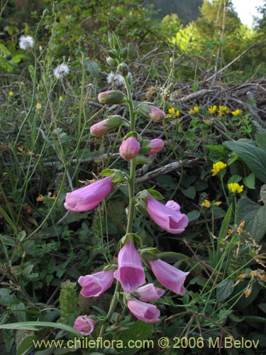 Bild von Digitalis purpurea (Dedalera / Campanilla). Klicken Sie, um den Ausschnitt zu vergrössern.